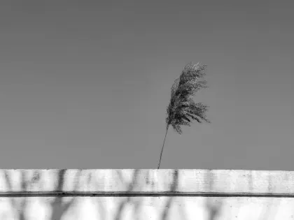 ジェーエーゼットゼット カジノ モバイルアプリ